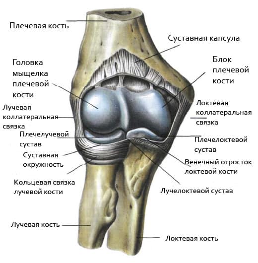 Анатомия локтевого сустава