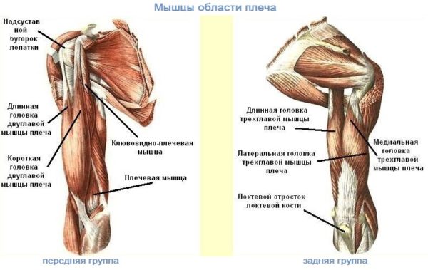 мышцы области плеча