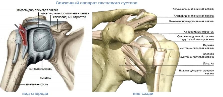 строение плечевого сустава