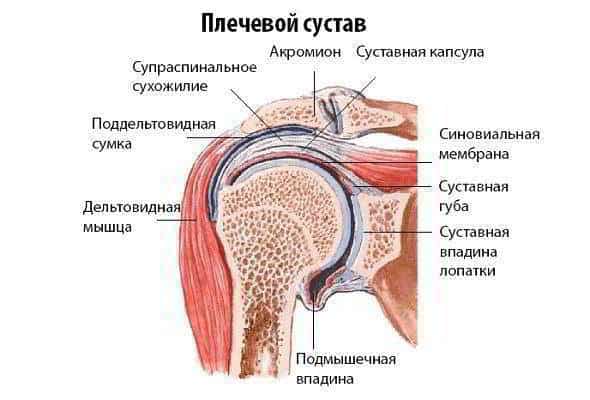 Изображение - Жидкость в суставе плеча Stroenie-plechevogo-sustava