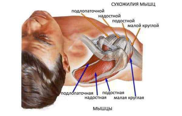 плечевой сустав