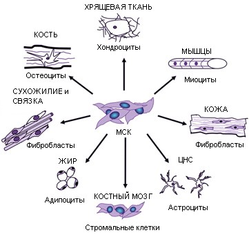 стволовые клетки